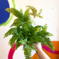 Adiantum hispidulum 'Bronze Venus' - Rough Maidenhair Fern - Sprouts of Bristol