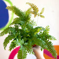 Adiantum hispidulum 'Bronze Venus' - Rough Maidenhair Fern - Sprouts of Bristol