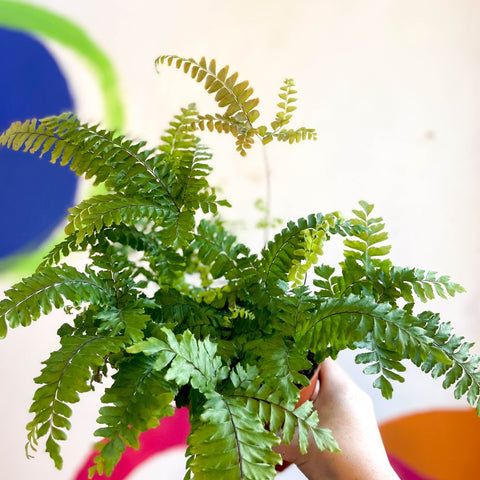 Adiantum hispidulum 'Bronze Venus' - Rough Maidenhair Fern - Sprouts of Bristol