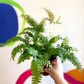 Adiantum hispidulum 'Bronze Venus' - Rough Maidenhair Fern - Sprouts of Bristol