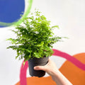 Adiantum raddianum 'Fritz Lüthi' - Delta Maidenhair Fern - Sprouts of Bristol