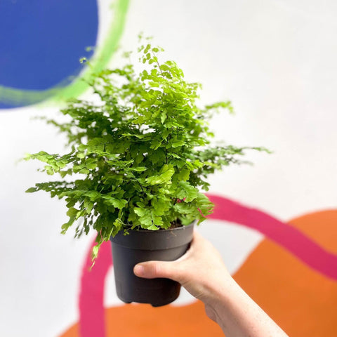 Adiantum raddianum 'Fritz Lüthi' - Delta Maidenhair Fern - Sprouts of Bristol