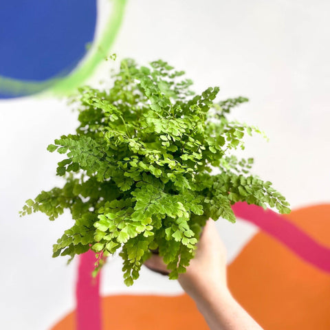 Adiantum raddianum 'Fritz Lüthi' - Delta Maidenhair Fern - Sprouts of Bristol