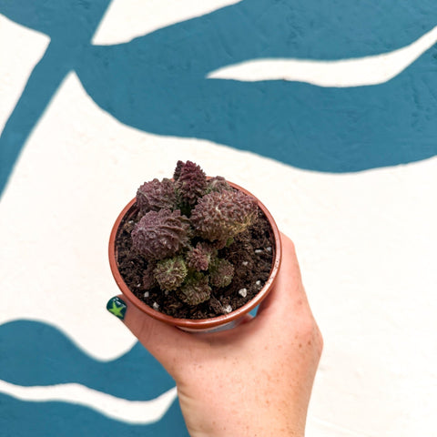 Adromischus marianae 'Coral Red' - Sprouts of Bristol