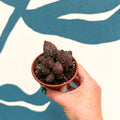Adromischus marianae 'Coral Red' - Sprouts of Bristol