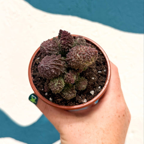 Adromischus marianae 'Coral Red' - Sprouts of Bristol