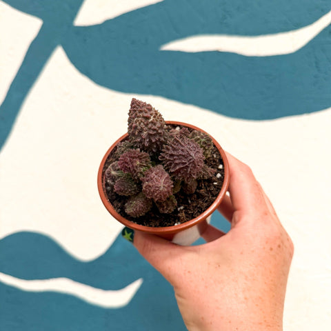 Adromischus marianae 'Coral Red' - Sprouts of Bristol