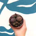 Adromischus marianae 'Coral Red' - Sprouts of Bristol