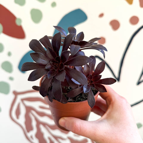 Aeonium arboreum - Sprouts of Bristol