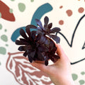 Aeonium arboreum - Sprouts of Bristol
