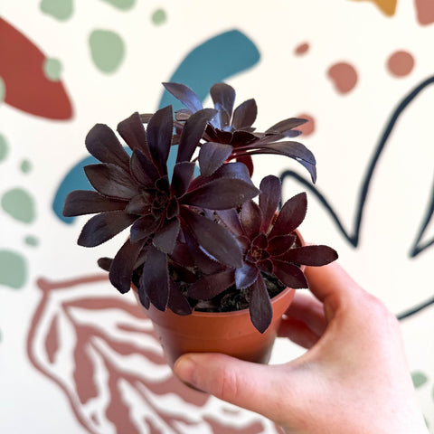Aeonium arboreum - Sprouts of Bristol