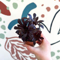 Aeonium arboreum - Sprouts of Bristol