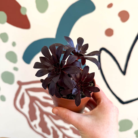 Aeonium arboreum - Sprouts of Bristol