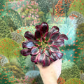 Aeonium arboreum (Dark Purple Tricolour) - Sprouts of Bristol