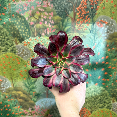 Aeonium arboreum (Dark Purple Tricolour) - Sprouts of Bristol