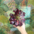Aeonium arboreum (Dark Purple Tricolour) - Sprouts of Bristol