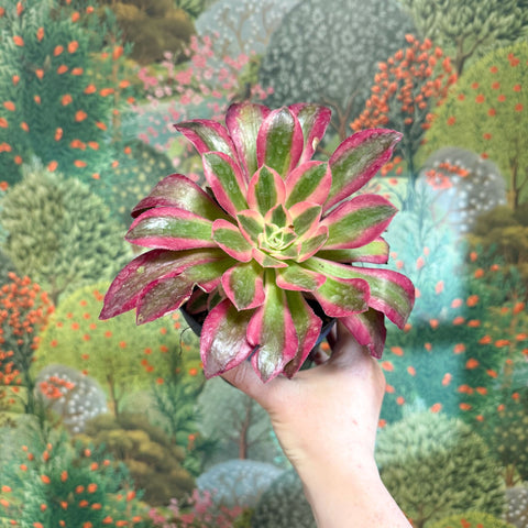 Aeonium arboreum (Pink Tricolour) - Sprouts of Bristol
