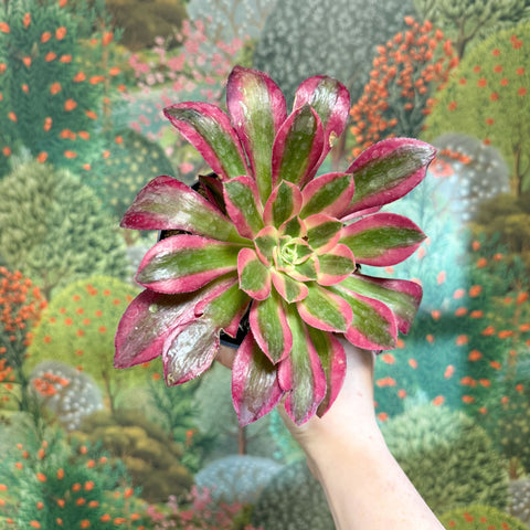 Aeonium arboreum (Pink Tricolour) - Sprouts of Bristol