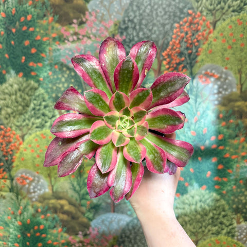 Aeonium arboreum (Pink Tricolour) - Sprouts of Bristol