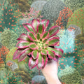 Aeonium arboreum (Pink Tricolour) - Sprouts of Bristol