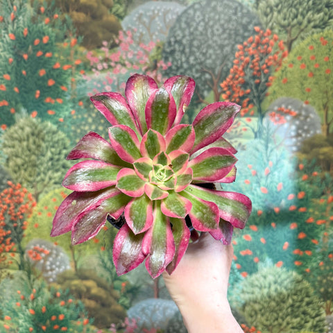 Aeonium arboreum (Pink Tricolour) - Sprouts of Bristol