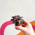 Aeonium arboreum ‘Schwarzkopf’ - Sprouts of Bristol