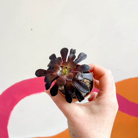 Aeonium arboreum ‘Schwarzkopf’ - Sprouts of Bristol