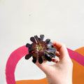 Aeonium arboreum ‘Schwarzkopf’ - Sprouts of Bristol