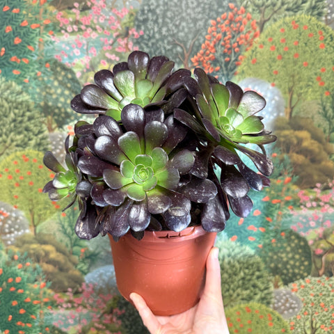 Aeonium arboreum 'Velour' - Sprouts of Bristol