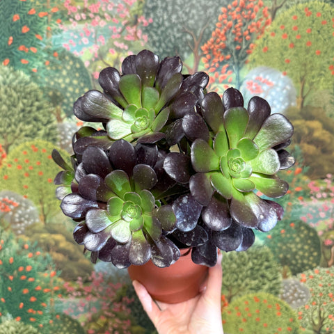 Aeonium arboreum 'Velour' - Sprouts of Bristol