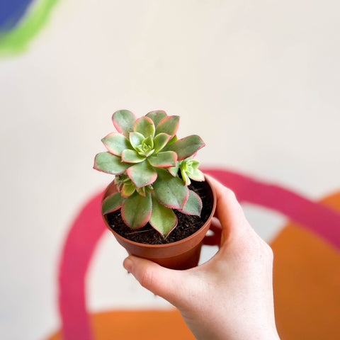 Aeonium haworthii 'Kiwi' - Sprouts of Bristol