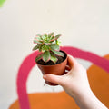 Aeonium haworthii 'Kiwi' - Sprouts of Bristol