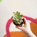 Aeonium haworthii 'Kiwi' - Sprouts of Bristol