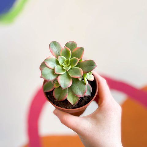 Aeonium haworthii 'Kiwi' - Sprouts of Bristol
