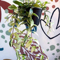 Aeschynanthus lobbianus ‘Variegatus’ – Variegated Lipstick Plant - Sprouts of Bristol