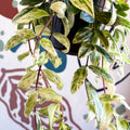 Aeschynanthus lobbianus ‘Variegatus’ – Variegated Lipstick Plant - Sprouts of Bristol