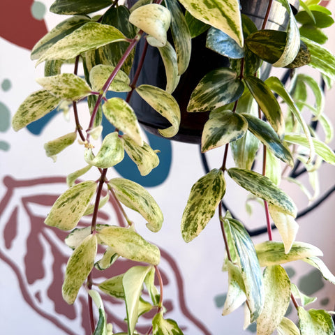 Aeschynanthus lobbianus ‘Variegatus’ – Variegated Lipstick Plant - Sprouts of Bristol