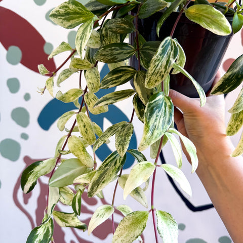 Aeschynanthus lobbianus ‘Variegatus’ – Variegated Lipstick Plant - Sprouts of Bristol