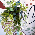 Aeschynanthus lobbianus ‘Variegatus’ – Variegated Lipstick Plant - Sprouts of Bristol
