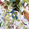 Aeschynanthus lobbianus ‘Variegatus’ – Variegated Lipstick Plant - Sprouts of Bristol