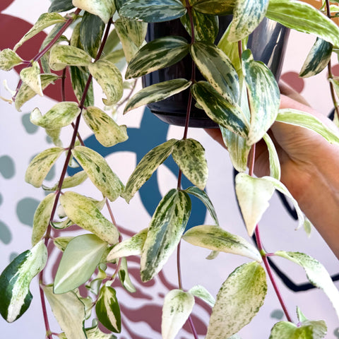 Aeschynanthus lobbianus ‘Variegatus’ – Variegated Lipstick Plant - Sprouts of Bristol