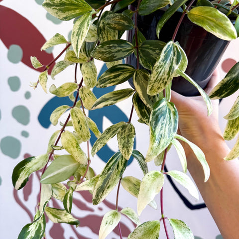 Aeschynanthus lobbianus ‘Variegatus’ – Variegated Lipstick Plant - Sprouts of Bristol