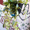 Aeschynanthus lobbianus ‘Variegatus’ – Variegated Lipstick Plant - Sprouts of Bristol