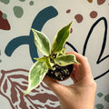 Aeschynanthus sp. ‘Thailand Variegated’ - Lipstick Plant - Welsh Grown - Sprouts of Bristol