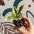 Aeschynanthus sp. ‘Thailand Variegated’ - Lipstick Plant - Welsh Grown - Sprouts of Bristol