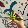 Aeschynanthus sp. ‘Thailand Variegated’ - Lipstick Plant - Welsh Grown - Sprouts of Bristol