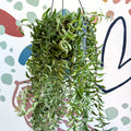 Aeschynanthus 'Twister' - Lipstick Plant - Sprouts of Bristol