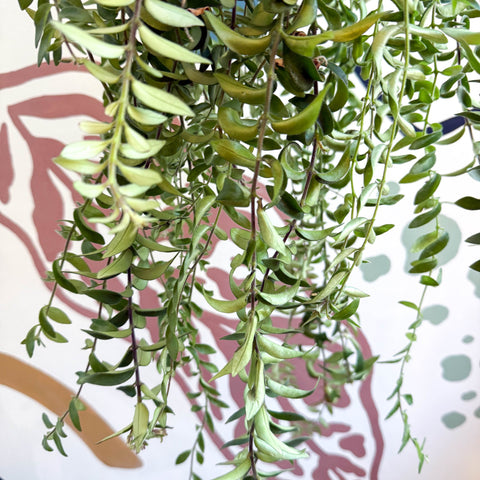 Aeschynanthus 'Twister' - Lipstick Plant - Sprouts of Bristol