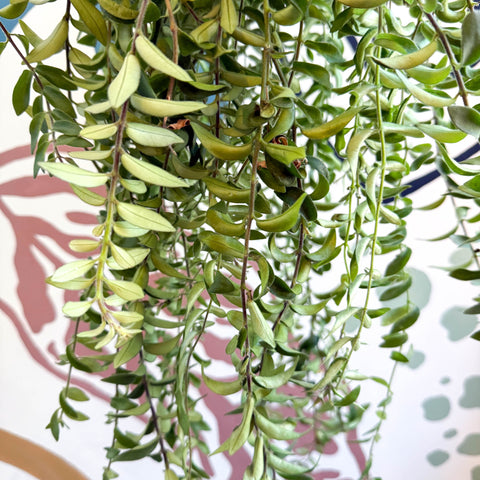 Aeschynanthus 'Twister' - Lipstick Plant - Sprouts of Bristol