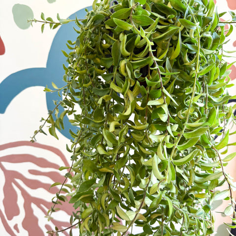 Aeschynanthus 'Twister' - Lipstick Plant - Sprouts of Bristol